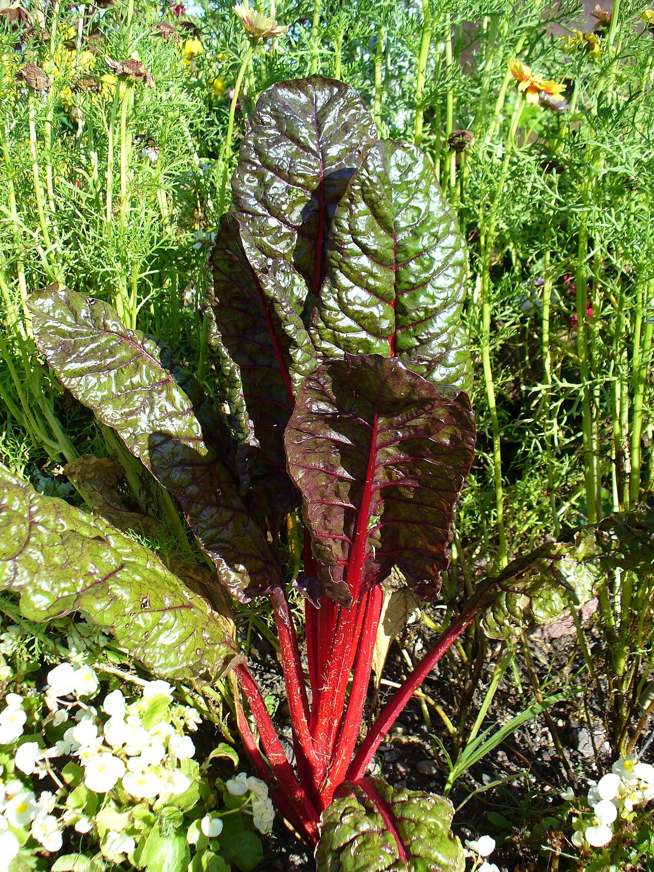 Swiss Chard (Beta vulgaris (Flavescens Group))
