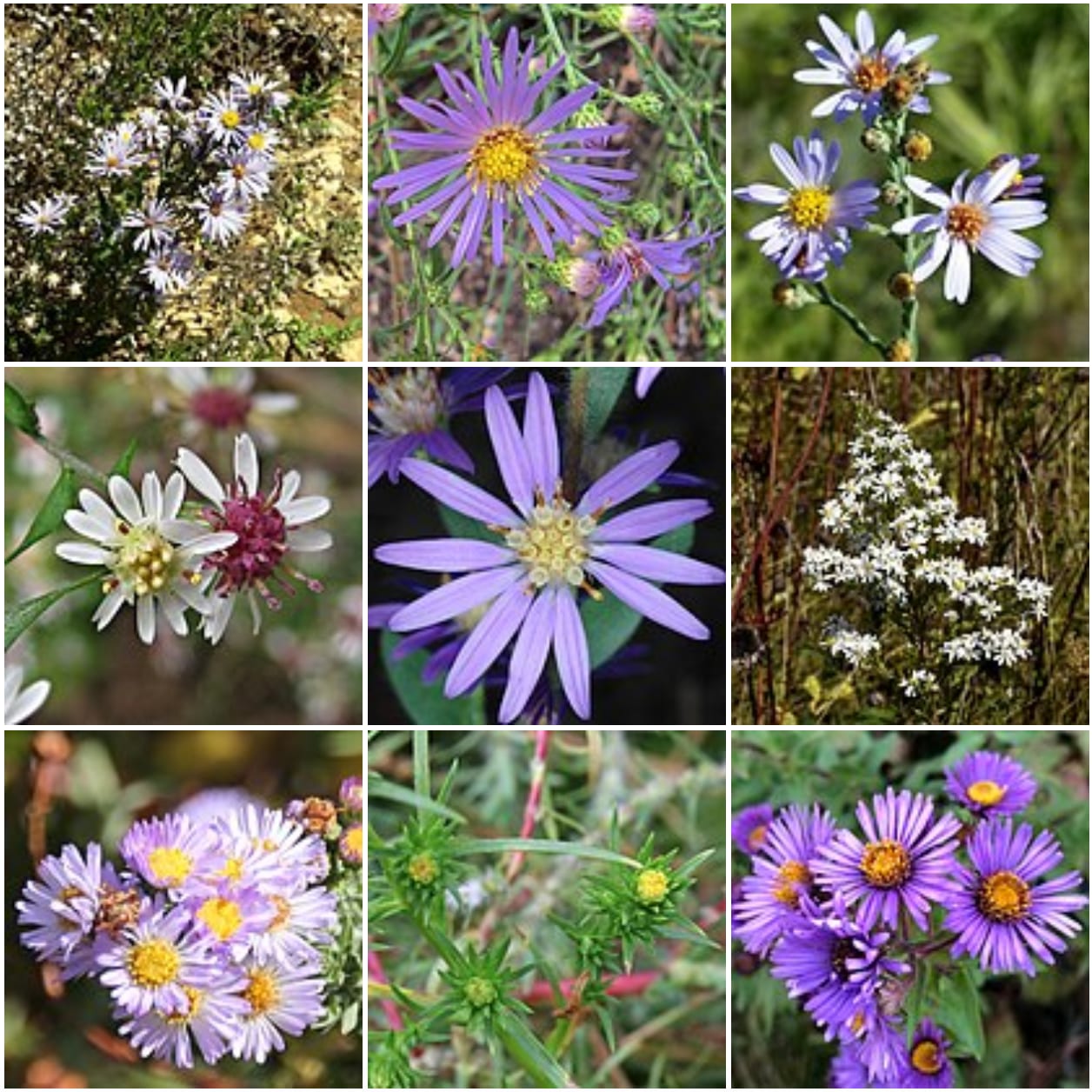 Amethyst aster (Symphyotrichum × amethystinum)