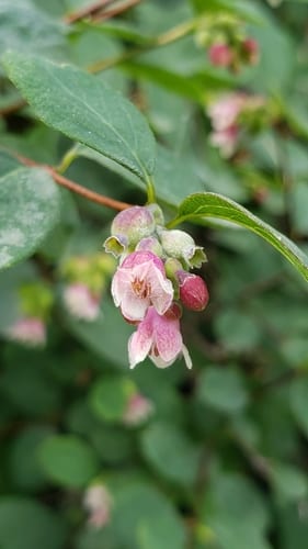 Common snowberry (Symphoricarpos albus var. laevigatus)