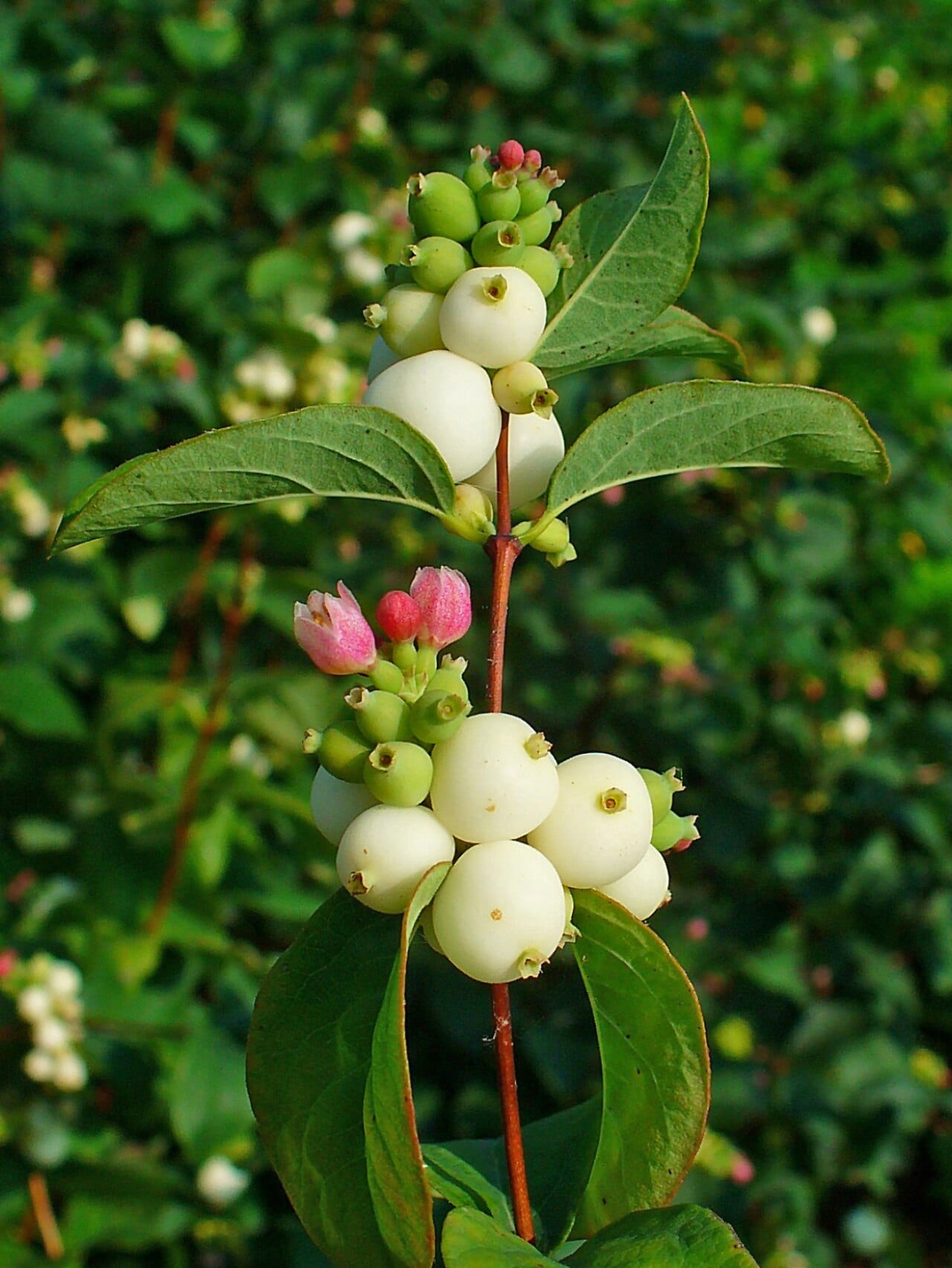 Common snowberry (Symphoricarpos albus)