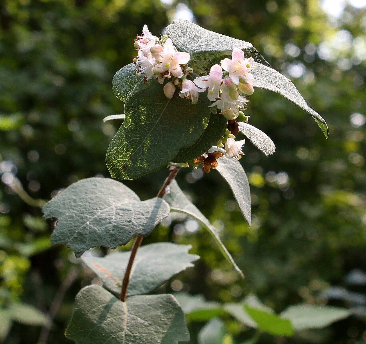 Western snowberry (Symphoricarpos occidentalis)
