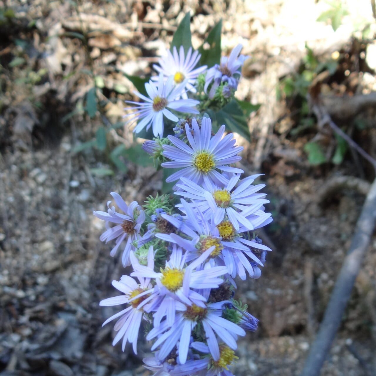 Manyray aster (Symphyotrichum anomalum)