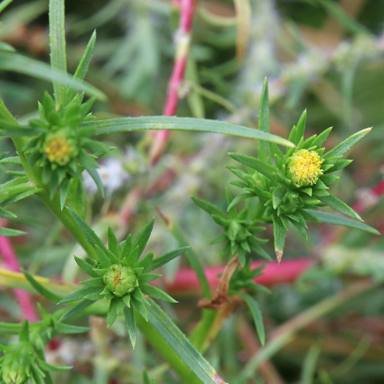 Rayless alkali aster (Symphyotrichum ciliatum)