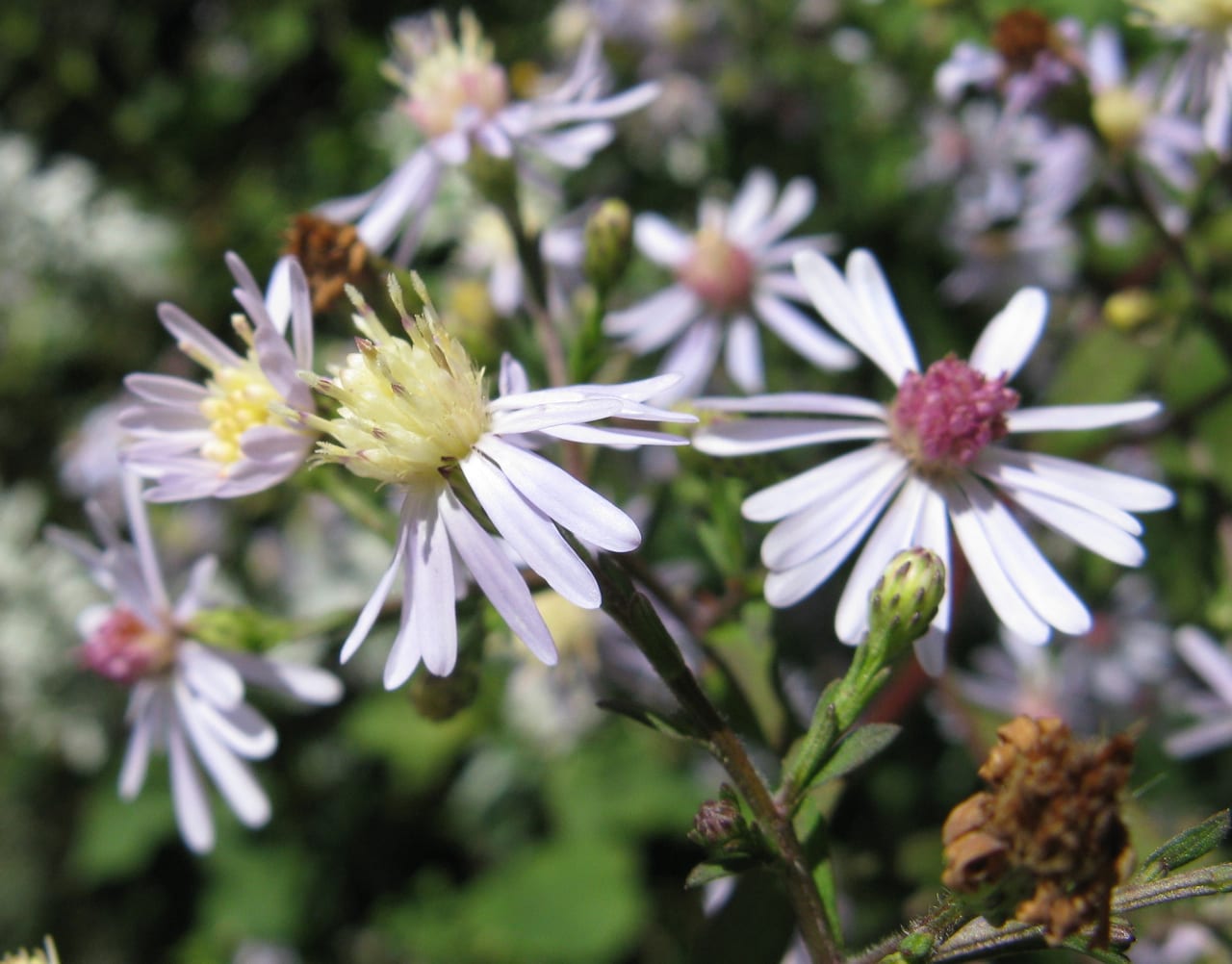 Broad-leaved aster (Symphyotrichum cordifolium)