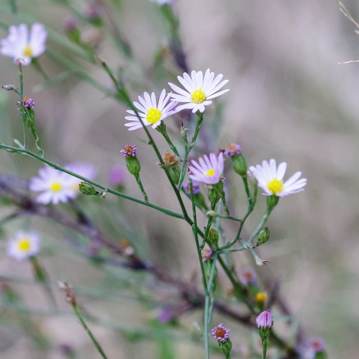 Southern annual saltmarsh aster (Symphyotrichum divaricatum)