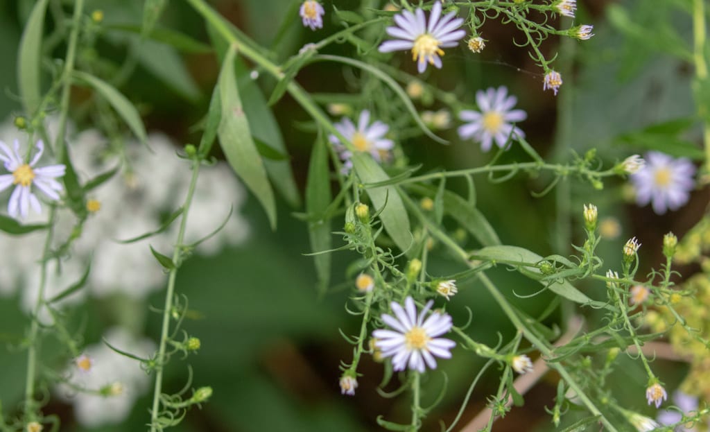 Drummond's aster (Symphyotrichum drummondii var. drummondii)