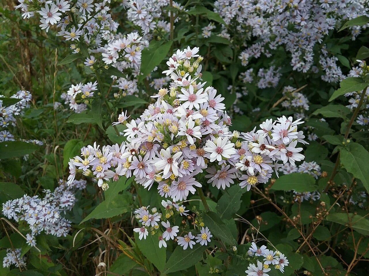 Drummond's aster (Symphyotrichum drummondii)