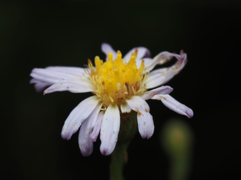 Rice button aster (Symphyotrichum dumosum var. dumosum)