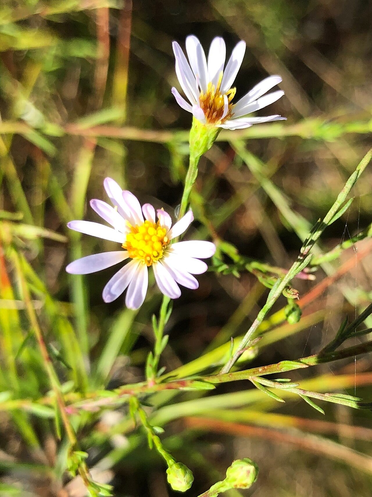 Rice button aster (Symphyotrichum dumosum)