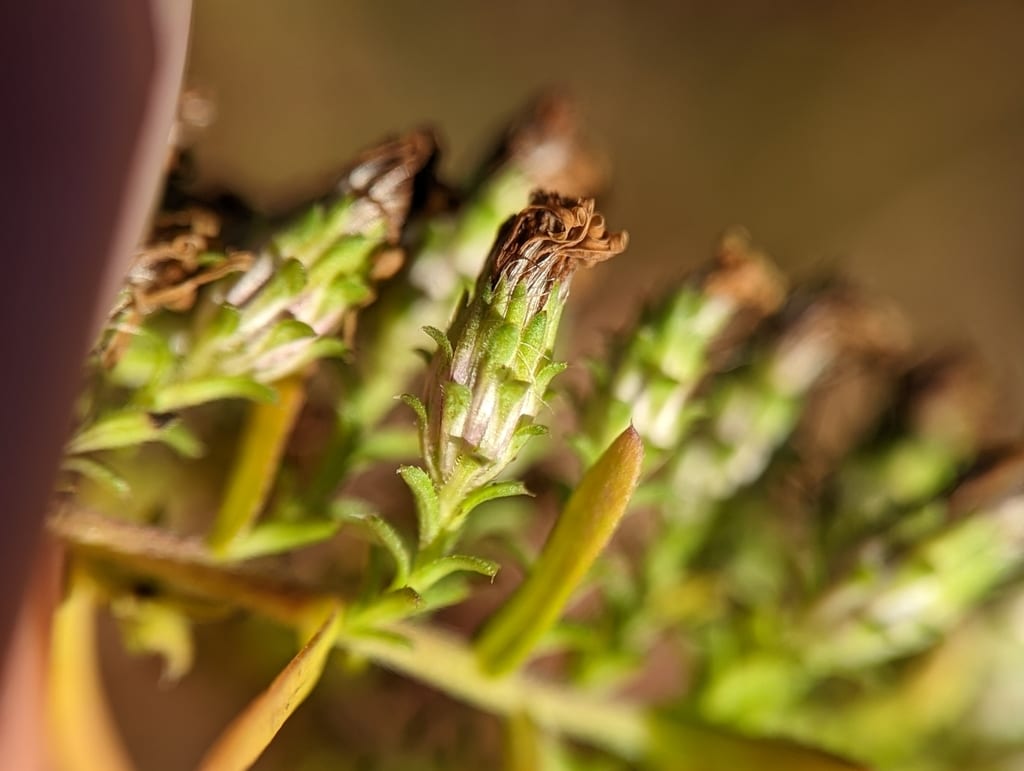 White heath aster (Symphyotrichum ericoides var. stricticaule)