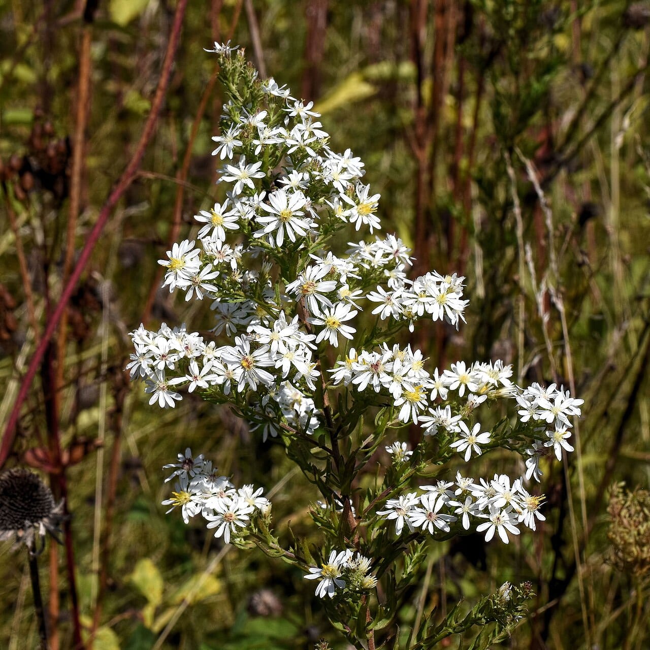 White heath aster (Symphyotrichum ericoides)