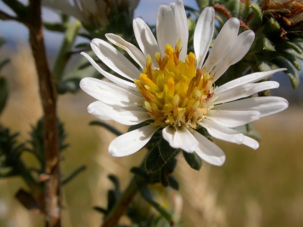 White prairie aster (Symphyotrichum falcatum var. commutatum)