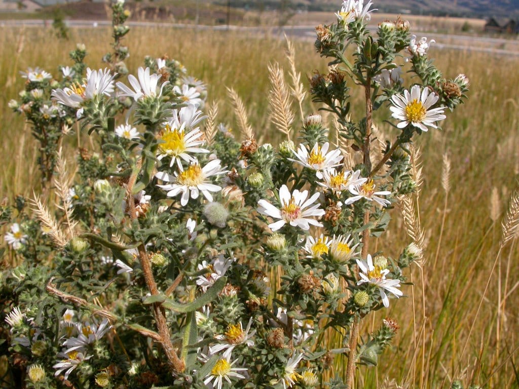 White prairie aster (Symphyotrichum falcatum)