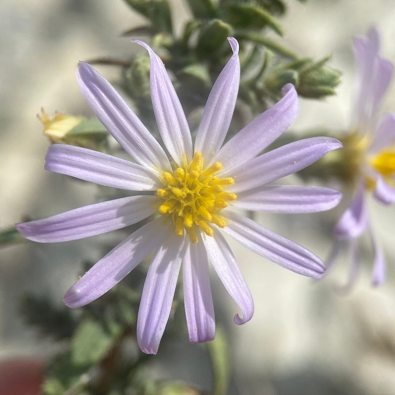 Fendler's aster (Symphyotrichum fendleri)