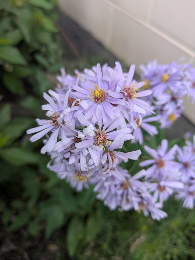 Geyer's aster (Symphyotrichum laeve var. geyeri)