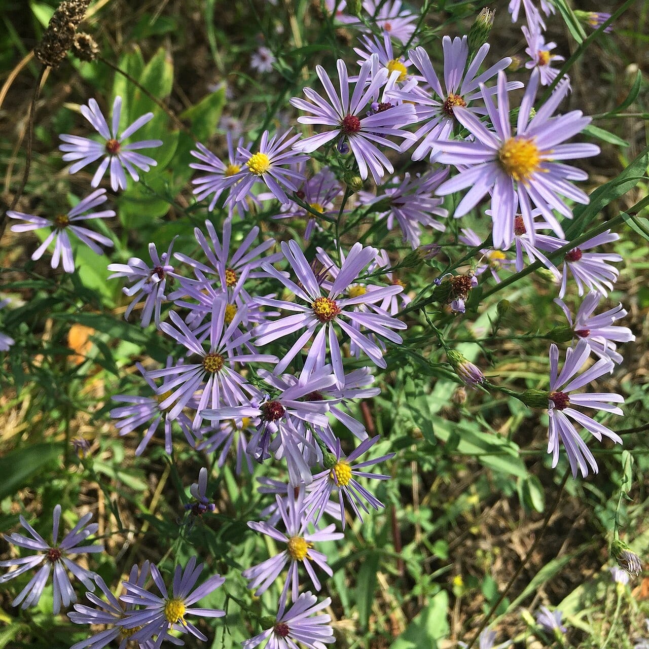 Smooth blue aster (Symphyotrichum laeve)