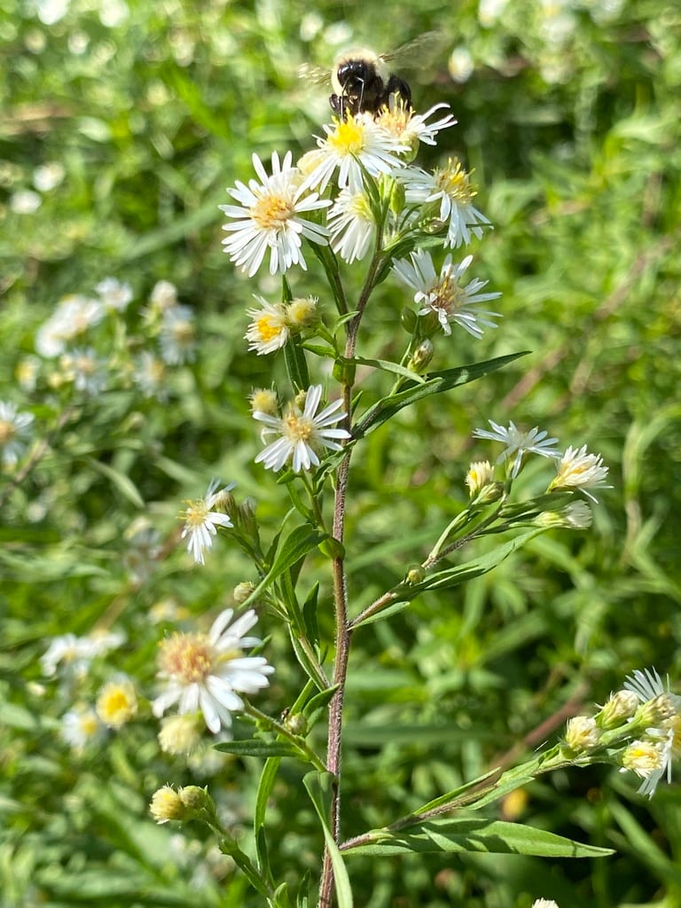 White panicle aster (Symphyotrichum lanceolatum ssp. lanceolatum)