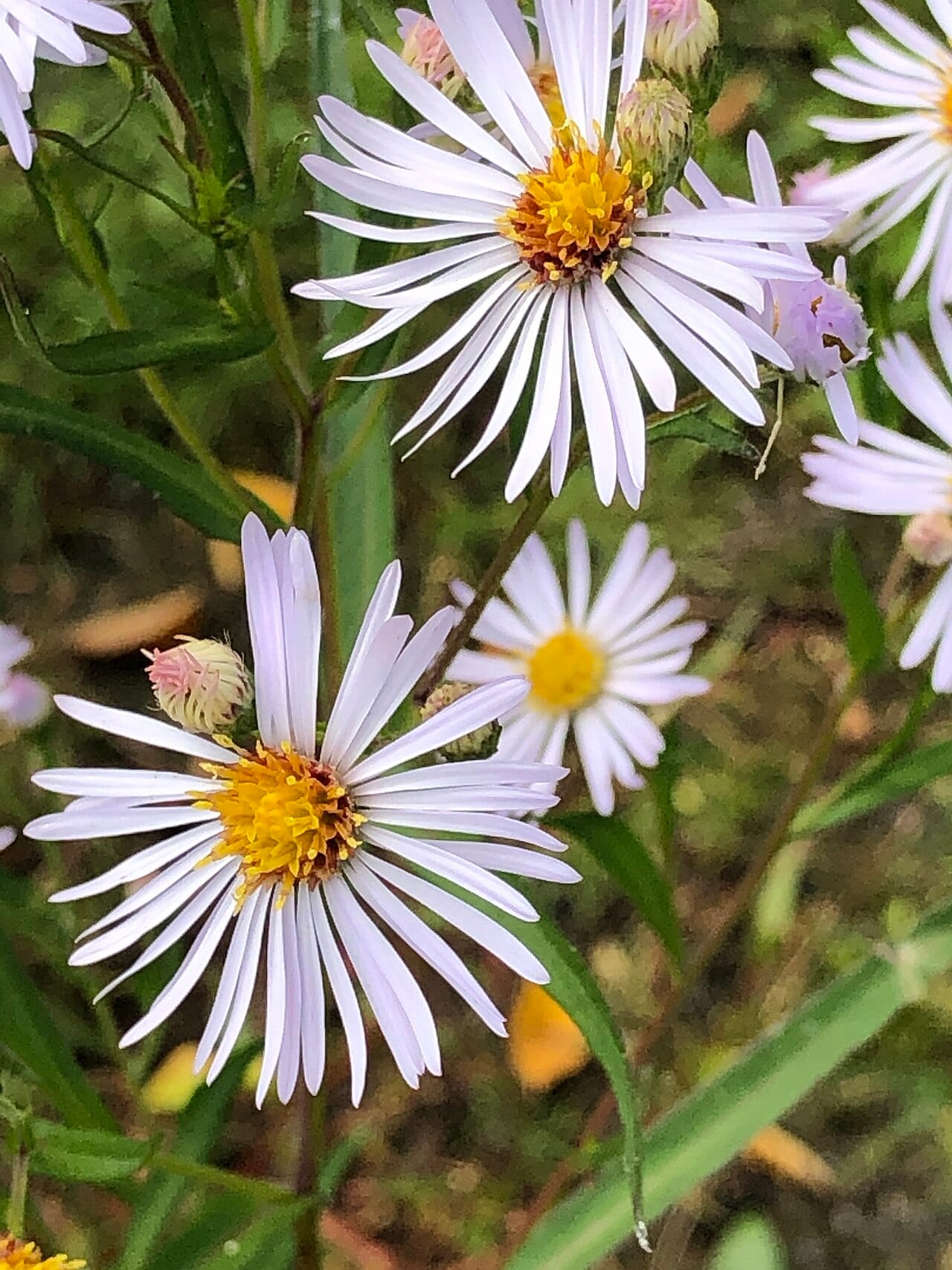 White panicle aster (Symphyotrichum lanceolatum var. latifolium)