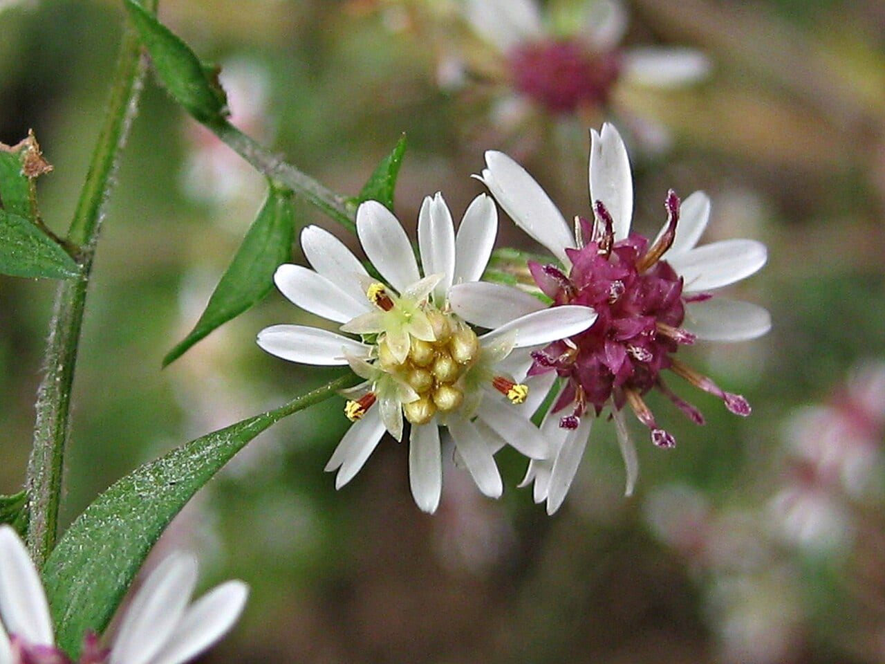 Calico aster (Symphyotrichum lateriflorum)