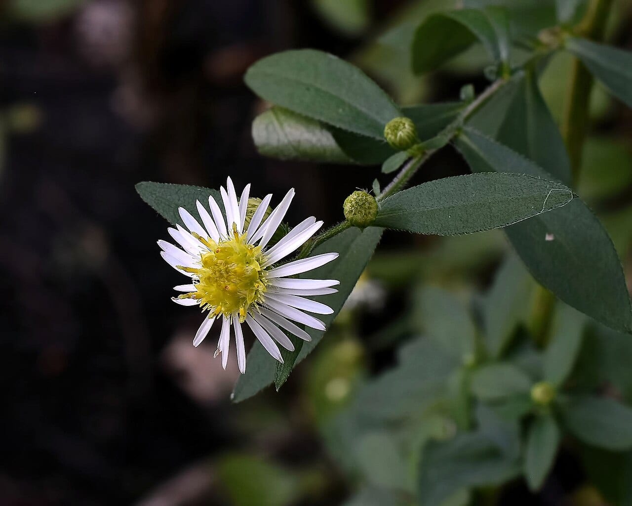 Ontario aster (Symphyotrichum ontarionis)