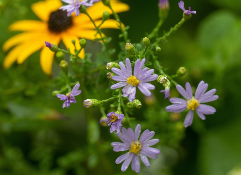 Skyblue aster (Symphyotrichum oolentangiense var. poaceum)