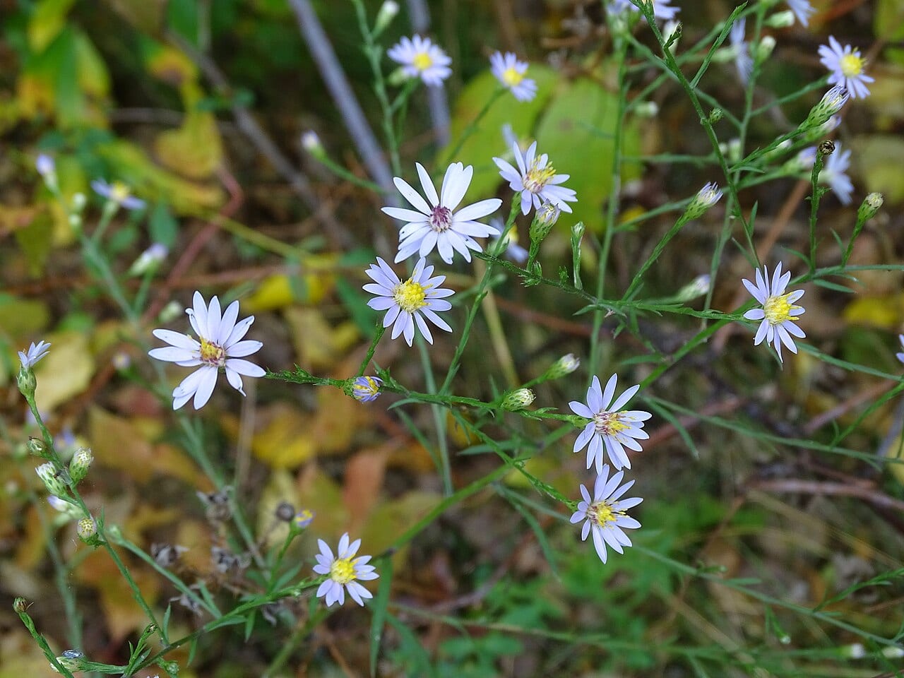 Skyblue aster (Symphyotrichum oolentangiense)