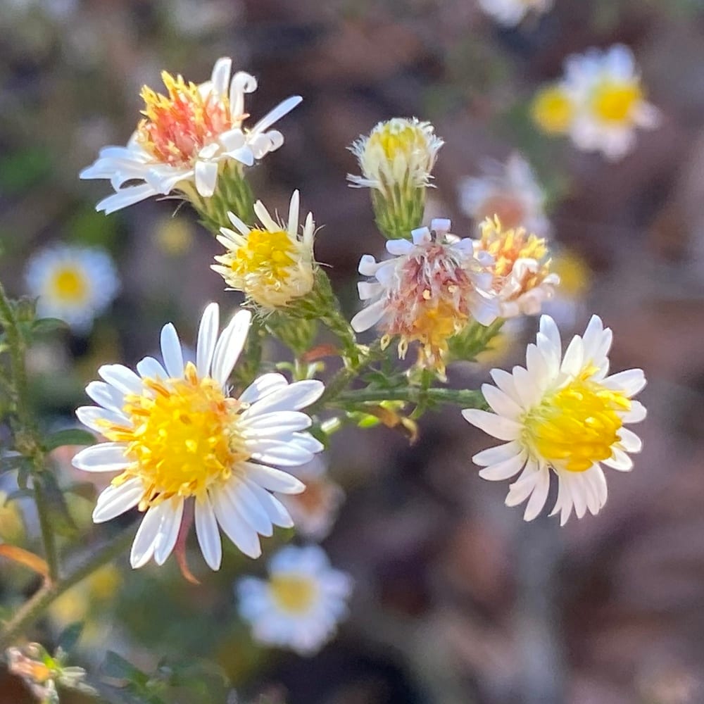 Small white aster (Symphyotrichum parviceps)