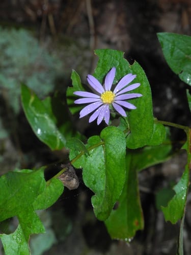 Late purple aster (Symphyotrichum patens var. patentissimum)