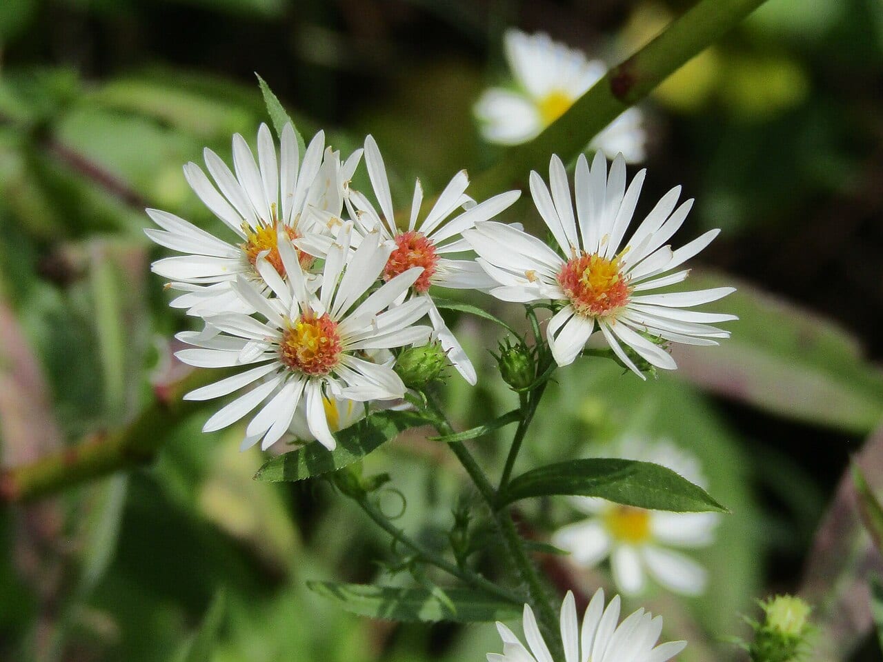 Hairy white oldfield aster (Symphyotrichum pilosum var. pilosum)