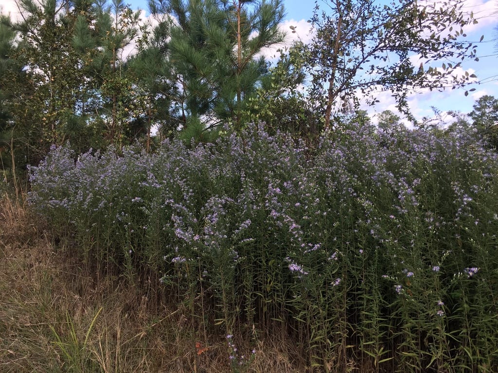 Willowleaf aster (Symphyotrichum praealtum var. subasperum)