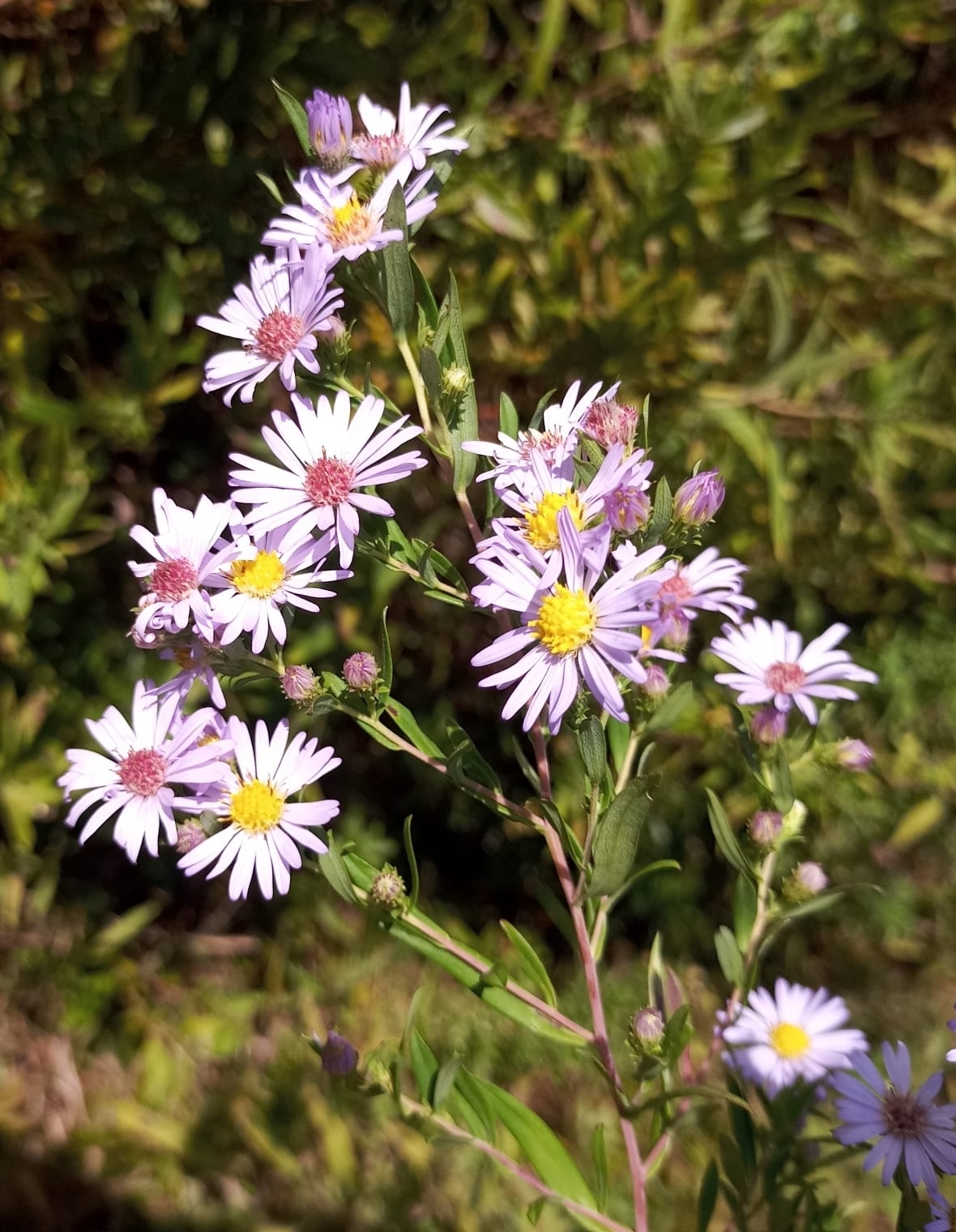 Willowleaf aster (Symphyotrichum praealtum)