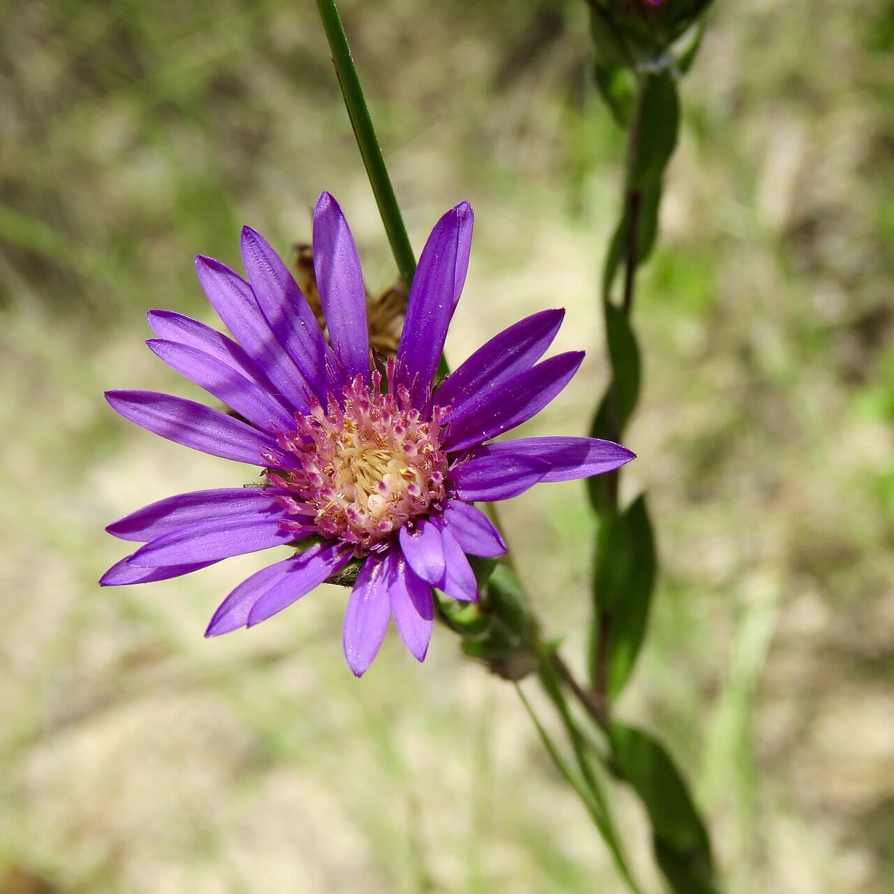 Barrens silky aster (Symphyotrichum pratense)