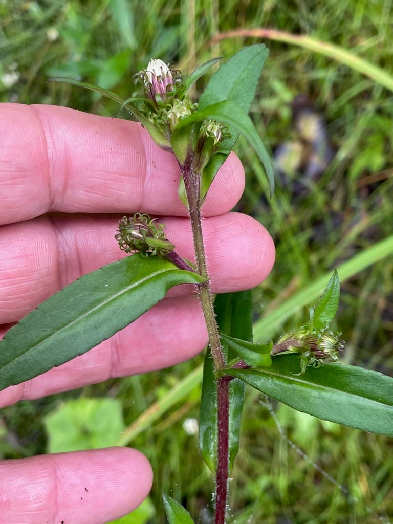 Purplestem aster (Symphyotrichum puniceum var. puniceum)