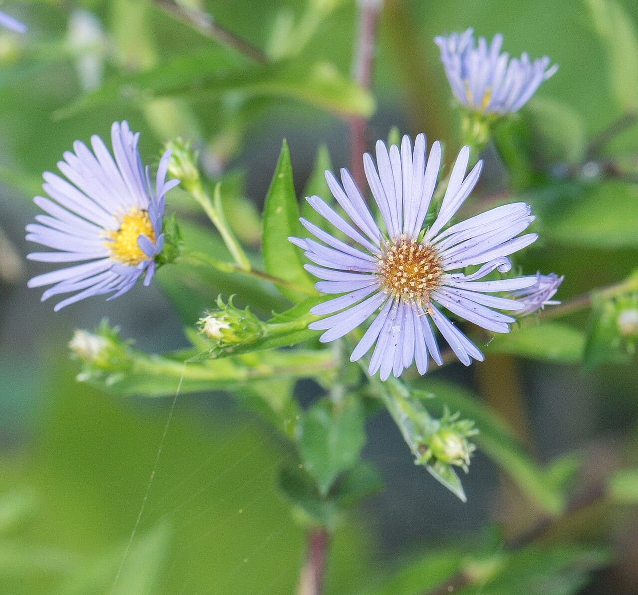 Purplestem aster (Symphyotrichum puniceum)
