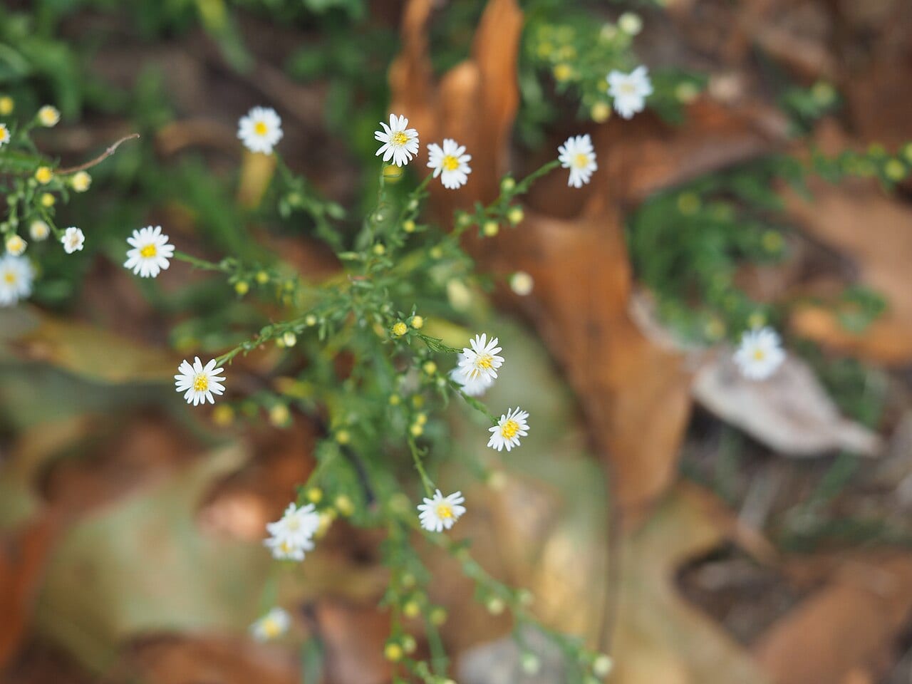 Smooth white oldfield aster (Symphyotrichum racemosum)