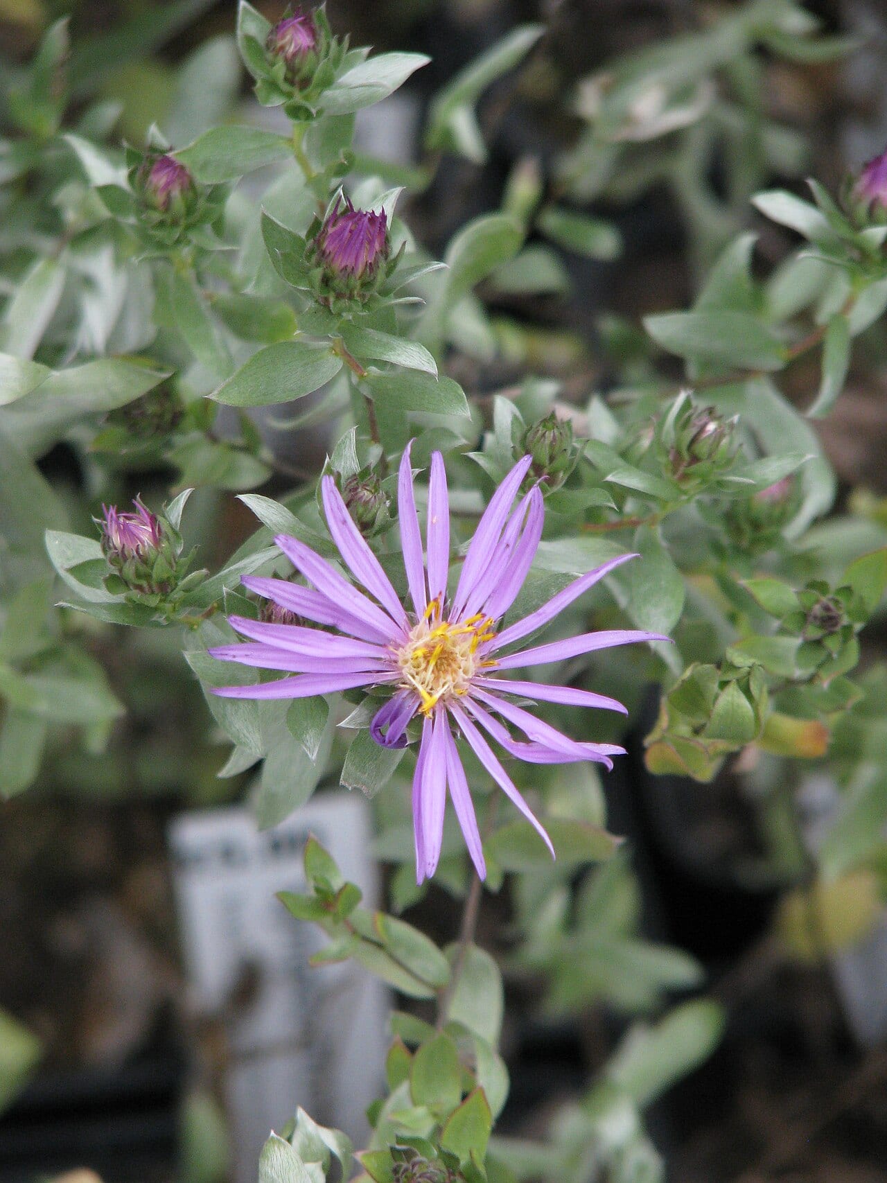 Western silver aster (Symphyotrichum sericeum)