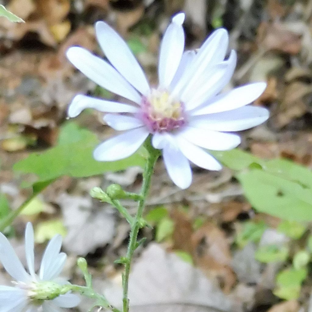 Short's aster (Symphyotrichum shortii)