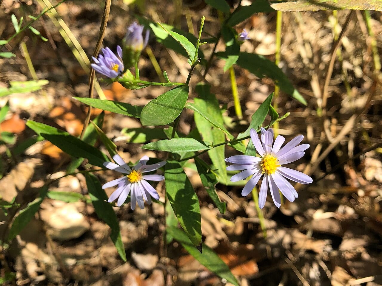 Smooth violet prairie aster (Symphyotrichum turbinellum)