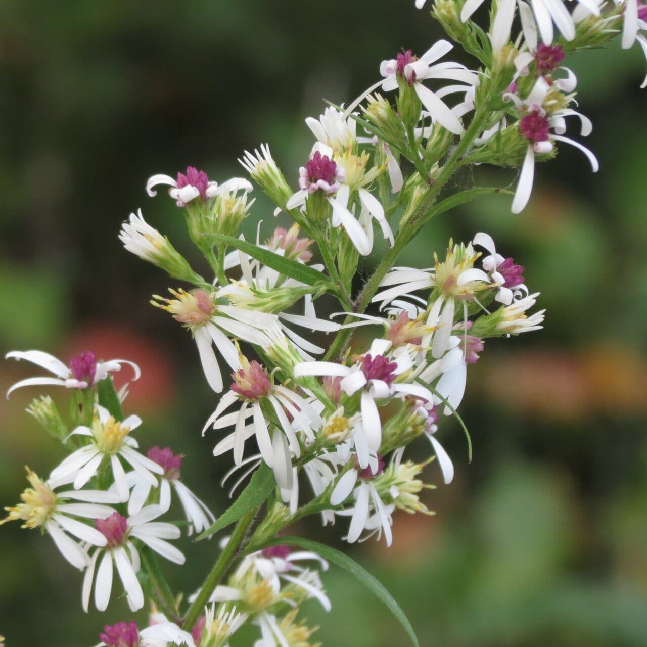 White arrowleaf aster (Symphyotrichum urophyllum)