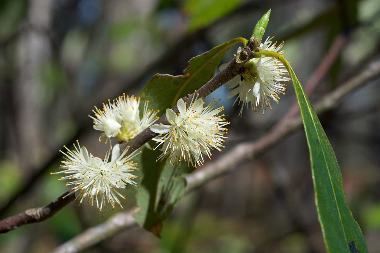 Horse sugar (Symplocos tinctoria)