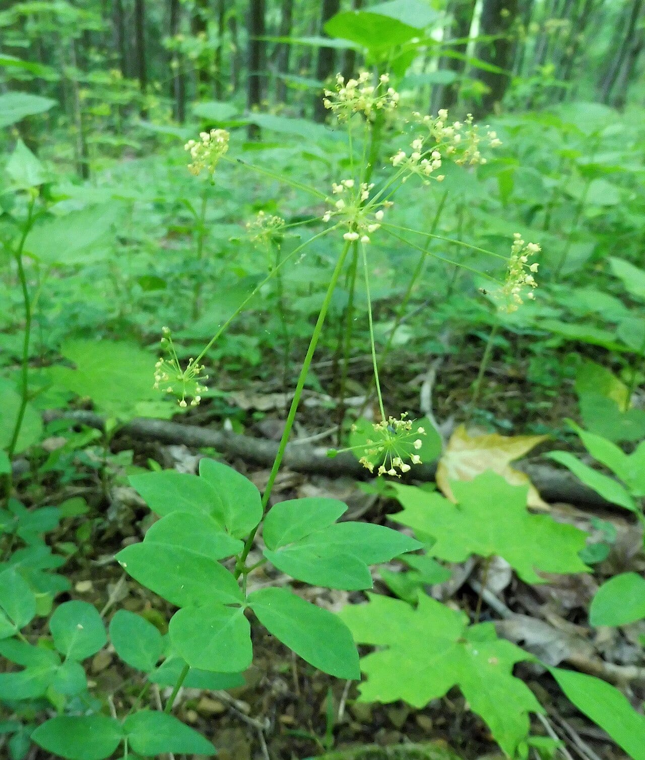 Yellow pimpernel (Taenidia integerrima)