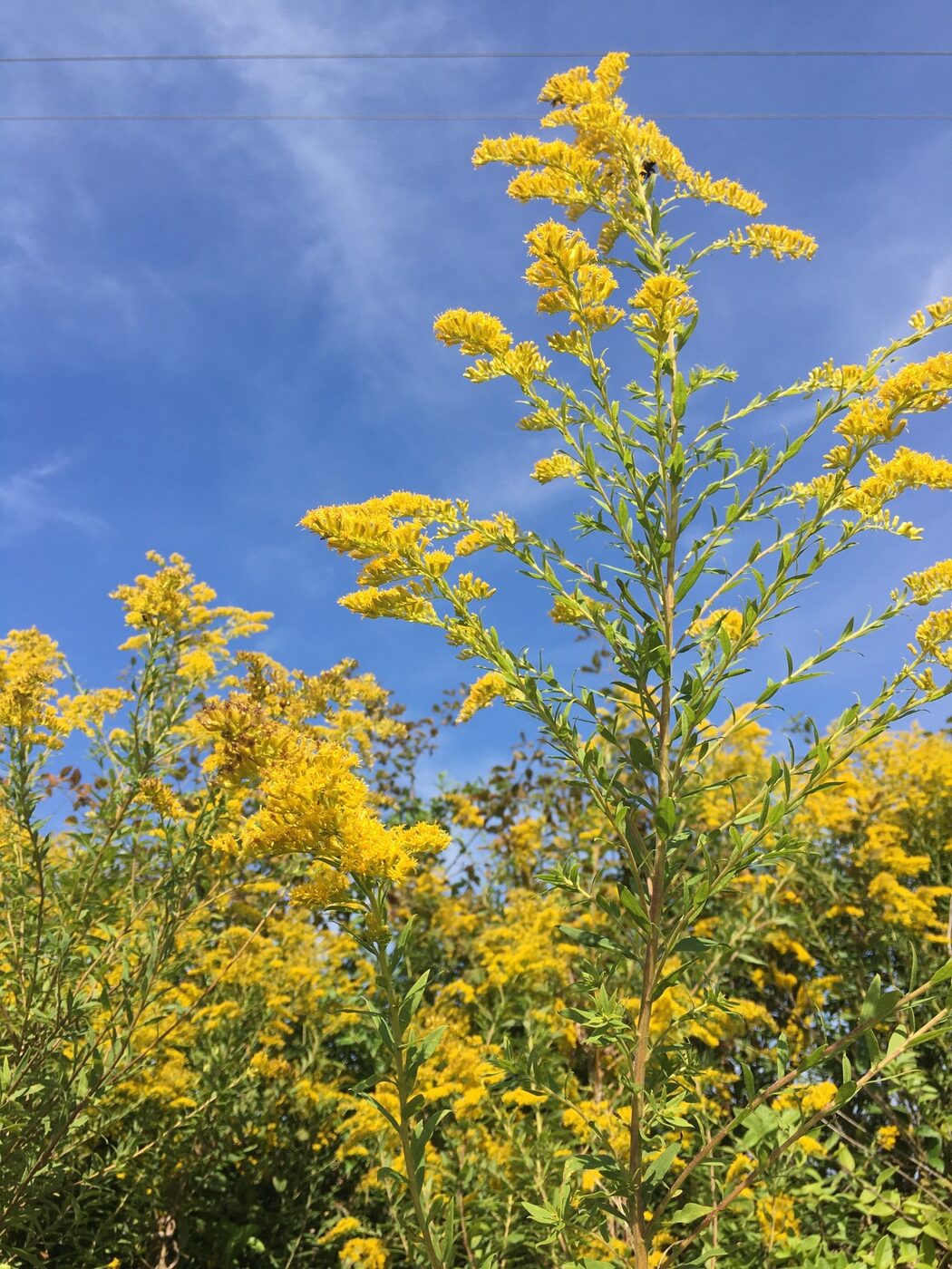 Tall Goldenrod (Solidago altissima) golden plume in late-summer prairie