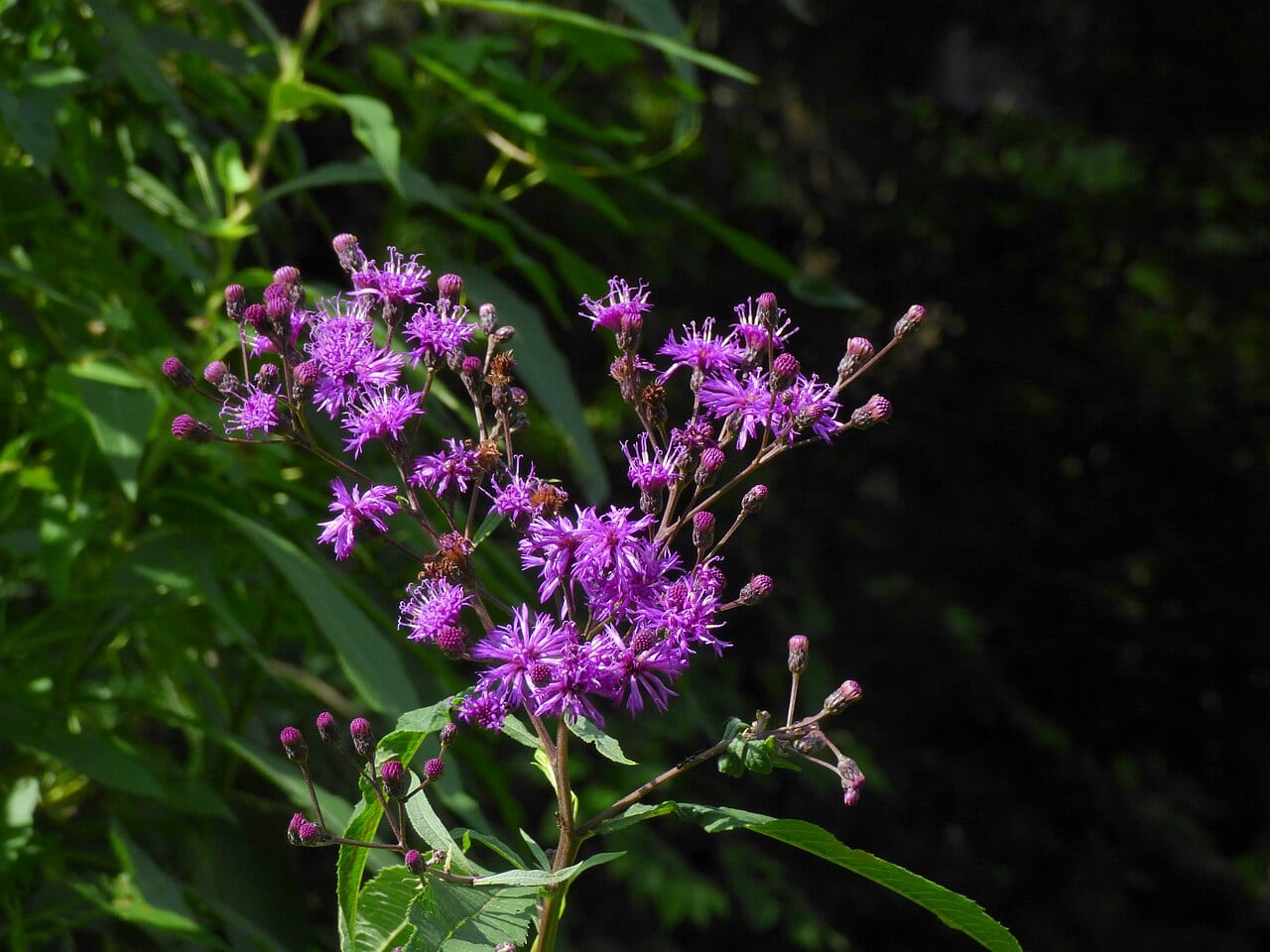 Tall Ironweed (Vernonia gigantea)