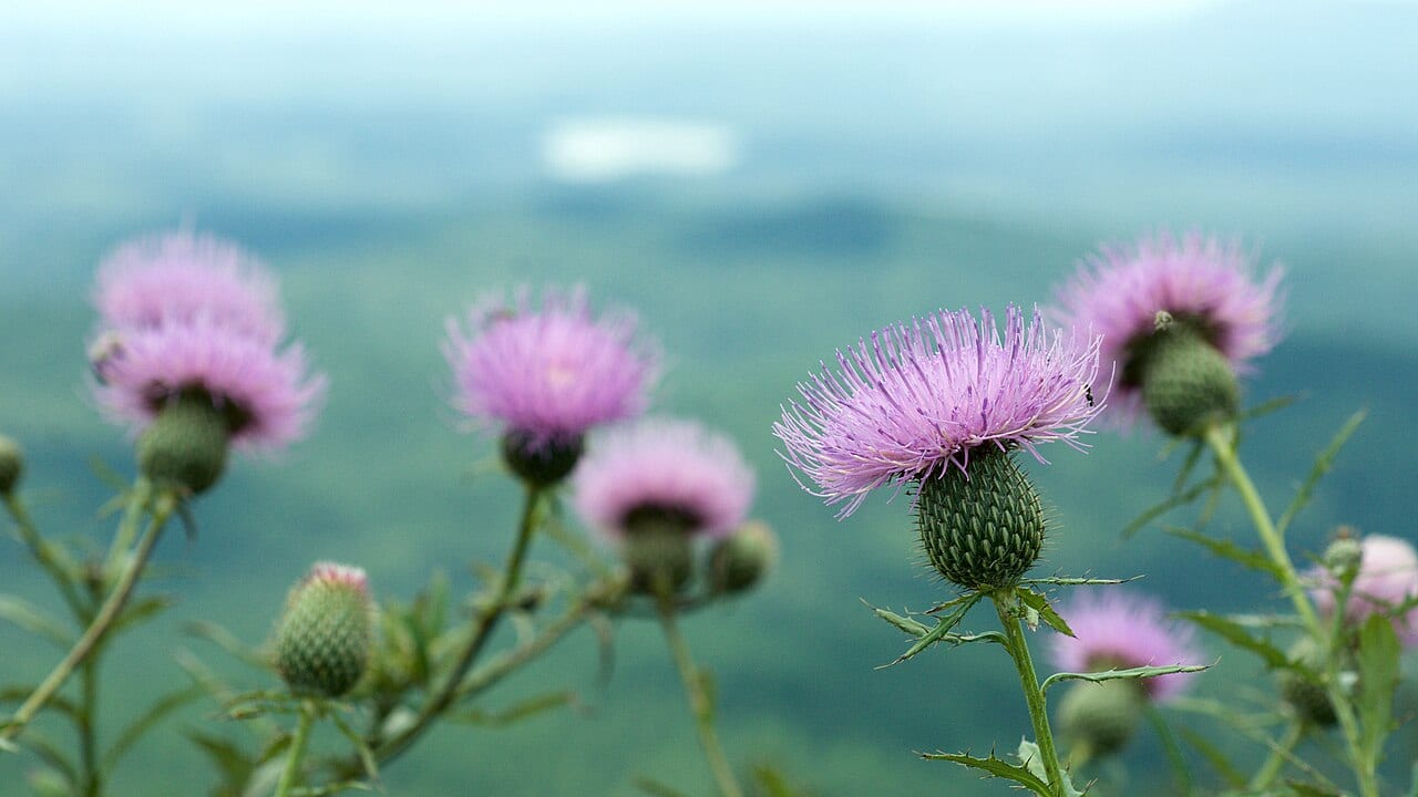 Tall Thistle (Cirsium altissimum)