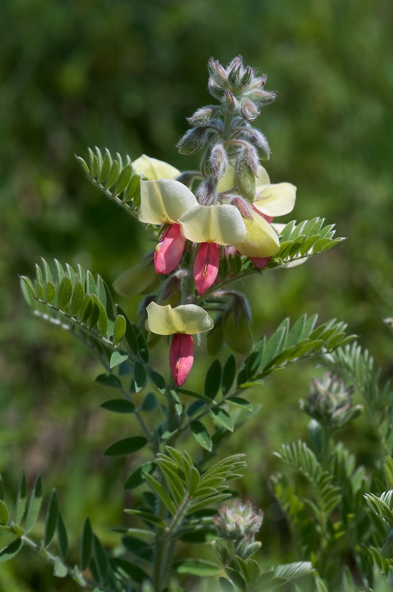 Goat's rue (Tephrosia virginiana)