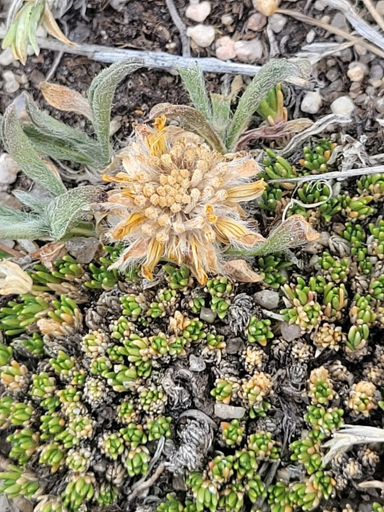 Stemless four-nerve daisy (Tetraneuris acaulis var. acaulis)