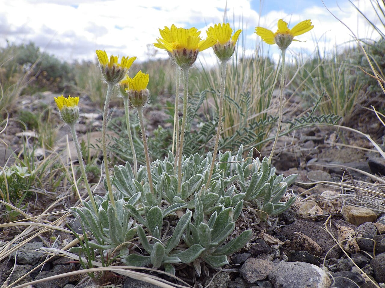 Stemless four-nerve daisy (Tetraneuris acaulis)
