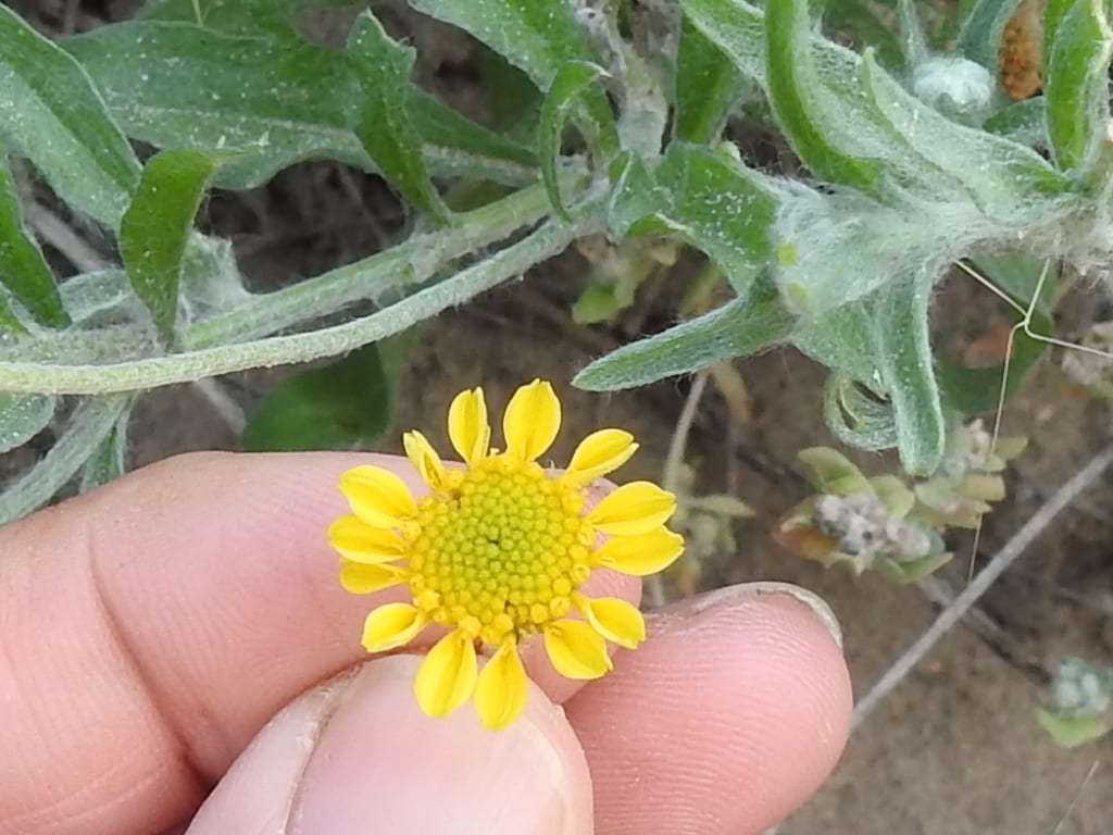 Fineleaf fournerved daisy (Tetraneuris linearifolia var. linearifolia)
