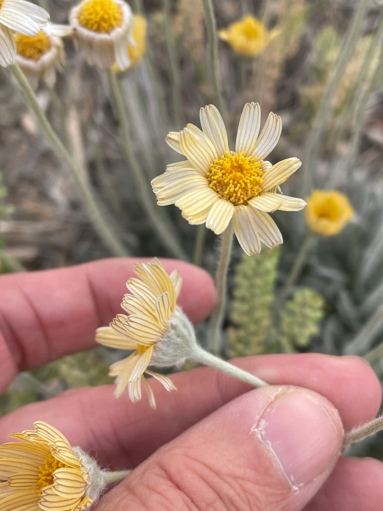 Stemmy four-nerve daisy (Tetraneuris scaposa var. linearis)