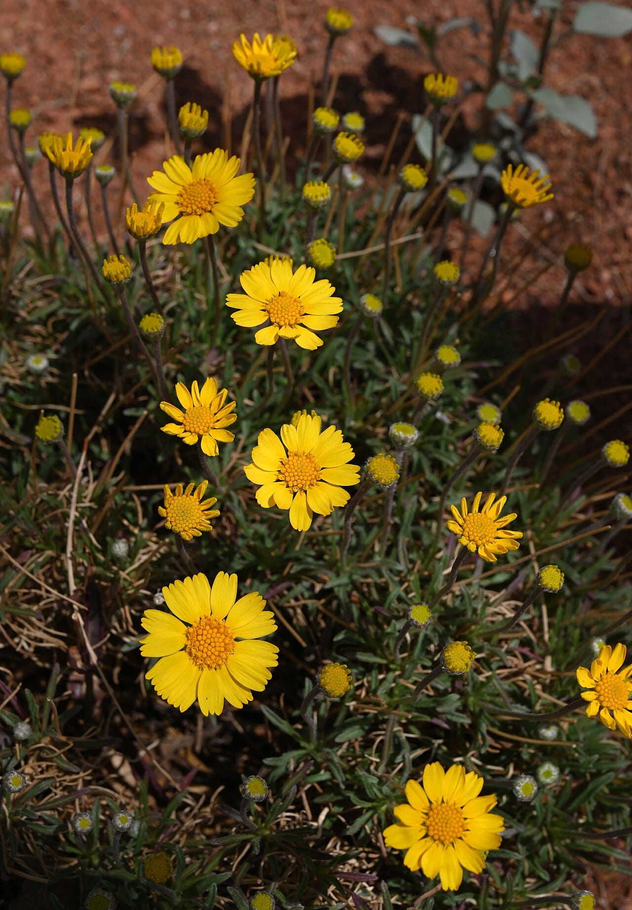Four-nerve daisy (Tetraneuris scaposa)
